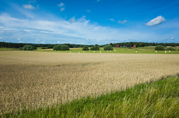 Swedish countryside landscape, Rye or wheat field dry yellow color and lush green grass, Farm with...