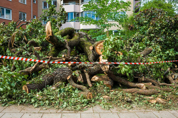 A fallen tree broken branches fenced with a red white tape near to a housing estate next ro a...