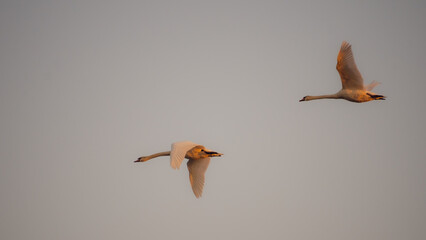 Ukraine, Kharkov Region, Merchik, Autumn, Sunset
