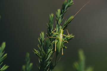 a green grasshopper on the green needles from a conifer