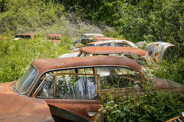 Abandoned classic cars overgrown with plants in a forest