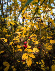 Ukraine, Kharkov region, Autumn, yellow foliage, Autumn in the forest
