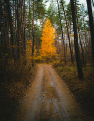 Obraz premium Ukraine, Kharkov region, Autumn, yellow foliage, Autumn in the forest