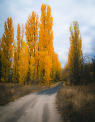 Fototapeta premium Ukraine, Kharkov region, Autumn, yellow foliage, Autumn in the forest