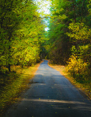 Obraz premium Ukraine, Kharkov region, Autumn, yellow foliage, Autumn in the forest