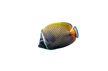 Red tailed butterflyfish isolated on transparent background. Chaetodon collare fish cutout icon