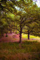 Ukraine, Kharkov region, Autumn, autumn forest