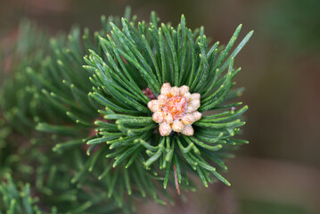 Pinus mugo, mountain pine shoots closeup selective focus