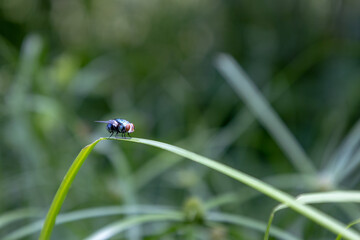 A fly sits on a blade of grass.