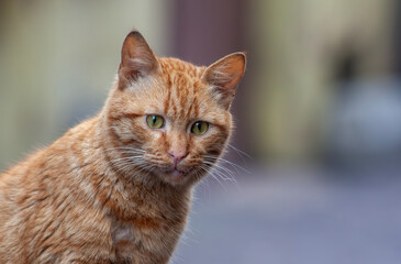Portrait of a red cat with yellow eyes in a warm light. cat nose, mustache and eyes