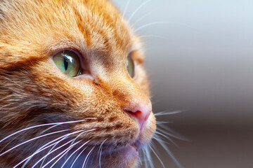Portrait of a red cat with yellow eyes in a warm light. cat nose, mustache and eyes