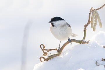 Portrait of a cute marsh tit. Poecile palustris. Songbird in the nature habitat. Winter scene with a titmouse.