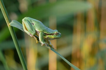 A cute european tree frog (Hyla arborea) sits on a reed leaf. Portrait of small green frog.