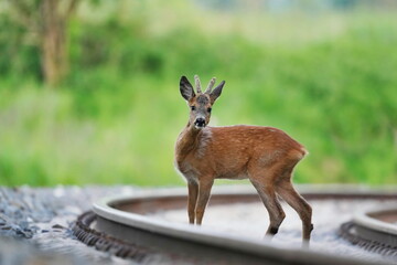 A young roebuck standing on the train rails. Capreolus capreolus. Funny wildlife scene with a roe...