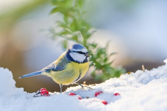 A cute blue tit sitting on the snow. Winter scene with a cute titmouse. Cyanistes caeruleus