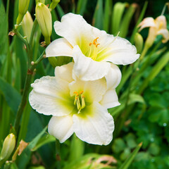 A white daylily on a green background.