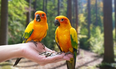 Yellow macaw parrots