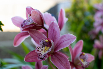 Pink Cymbidium Orchid in the Garden