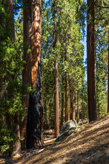 The General Grant Tree area in the Kings Canyon National Park. 