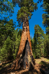 The General Grant tree is the largest giant sequoia (Sequoiadendron giganteum) in the General Grant Grove section of Kings Canyon National Park in California.