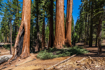 The General Grant Tree area in the Kings Canyon National Park. 