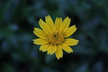 yellow flower in the garden