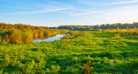 Naklejka premium Reed and trees along a lake in wetland in sunlight in summer, Almere, Flevoland, The Netherlands, September, 2023