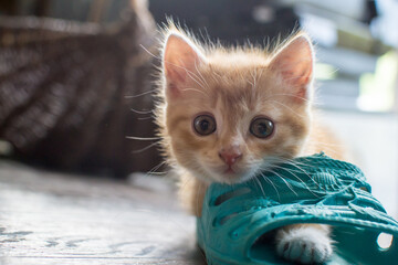 Cute very cute ginger kitten playing with shoes.