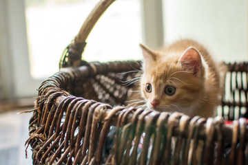 Cute very cute ginger kitten playing with shoes.