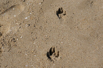 Huellas de gaviota en la arena de la playa