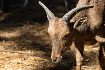 The Barbary sheep, scientifically known as Ammotragus lervia, is a remarkable and hardy species of ungulate native to the arid regions of North Africa, particularly the mountainous areas of the Atlas 