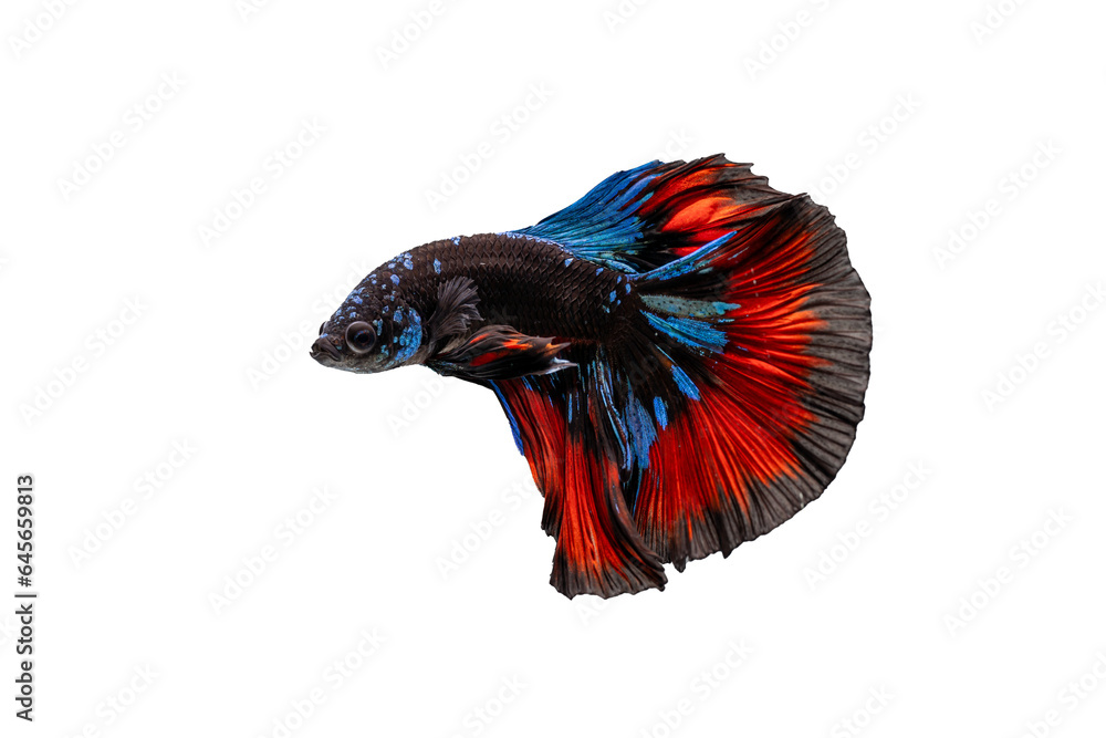 Wall mural halfmoon tail Betta spreading fins with white isolation background rolling with white isolation background