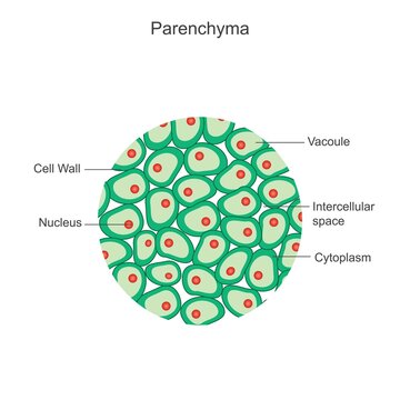Parenchyma. Essential plant tissue for photosynthesis, storage, and structural support, found in leaves, stems, and roots.