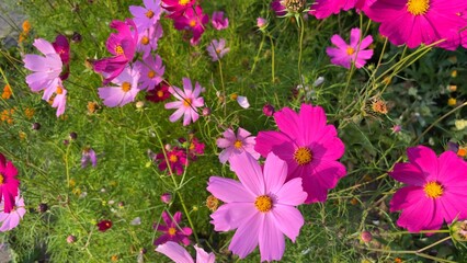 Obraz na płótnie Canvas Multicolored cosmos flowers blooming in garden