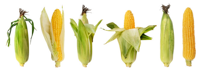 Set of peeled and unpeeled corn cobs on a white background. Corn
