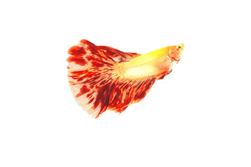 Orange and red orchid halfmoon Betta in white isolation background