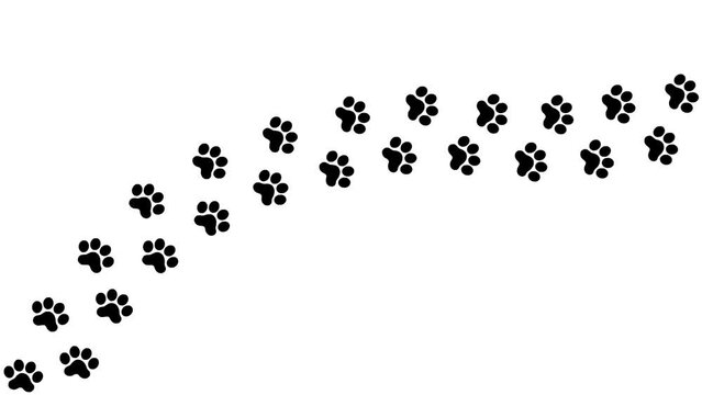 Animated cat black tracks. A cat's paw print appears take turns in a row. Looped video. Vector flat illustration isolated on the white background
