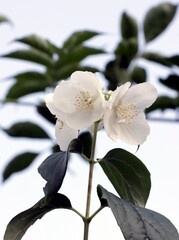 Obraz premium white flowers of jasmine bush close up