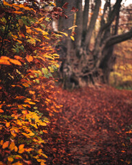 Pathway in the forest at autumn