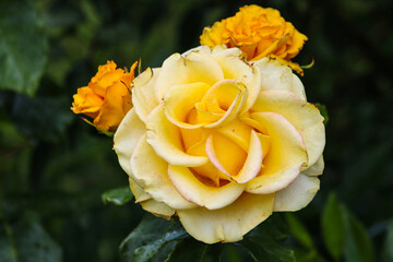 Yellow hybrid tea rose close up