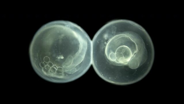 Caviar fish under microscope, Chordata phylum. Movement of formed embryo is noticeable. Sample found White sea