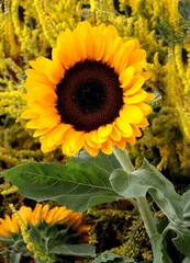 Rolgordijnen pretty big flowers of sunflower close up © Maria Brzostowska