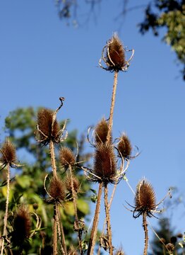  Fuller's teasel - Dipsacus silvestris with white flowers and dry thorny twigs and seed vessels.
