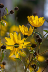 Helianthus tuberosus sunroot topinambur yellow flowering plant, beautiful Jerusalem artichoke sunchoke wild sunflower petals