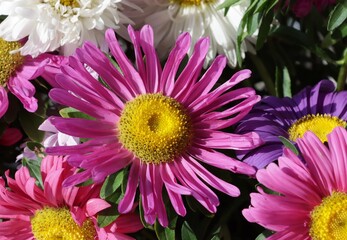 colorful flowers asters from the garden close up