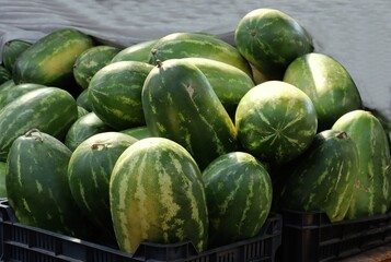 big fruits od water-melon with red,tasty flesh - obrazy, fototapety, plakaty