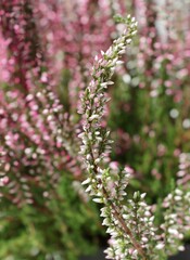 colorful small flowers of heather plant close up