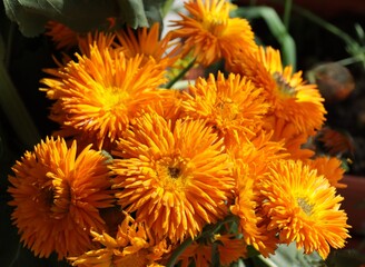 orange flowers of marigold plant close up