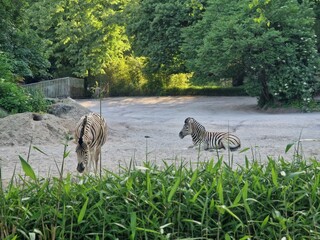 Zebras im Zoo