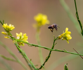 Honey bee is about to land on a flower